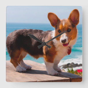 Horloge Carrée chiot Pembroke Welsh Corgi debout sur une table
