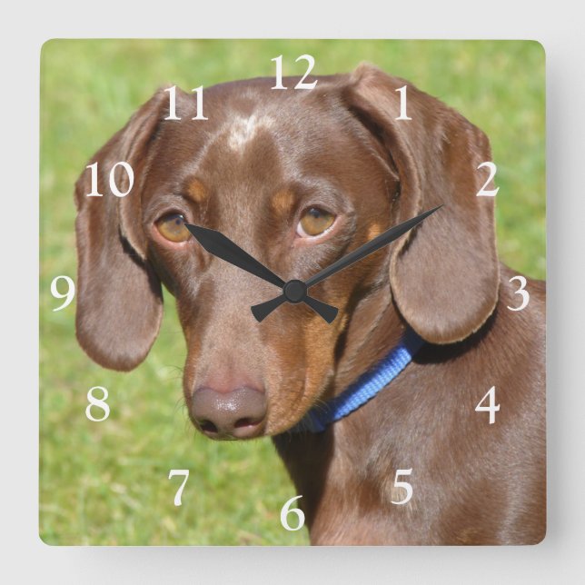 Horloge Carrée Chocolat et Tan Dachshund - Doxie (Recto)