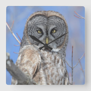 Horloge Carrée Chouette