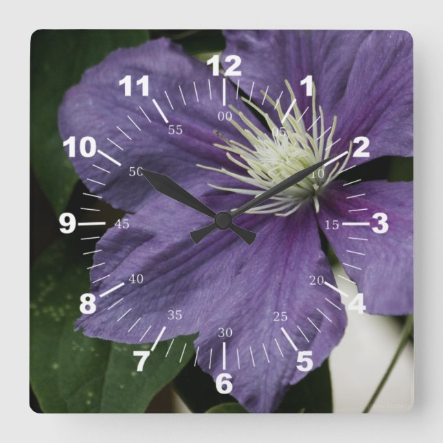 Horloge Carrée Clematis pourpre (Recto)