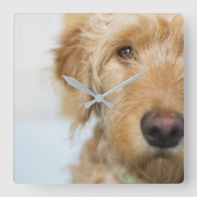 Horloge Carrée Closeup de Goldendoodle (Recto)