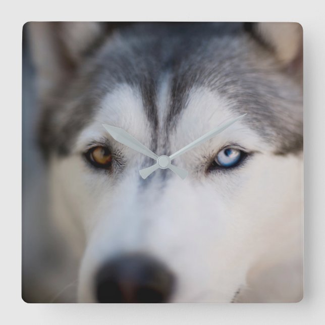 Horloge Carrée Closeup Stoic Gaze of an Alaskan Malamute (Recto)