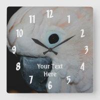 Cockatoscope rose Moluccan Animaux de perroquets