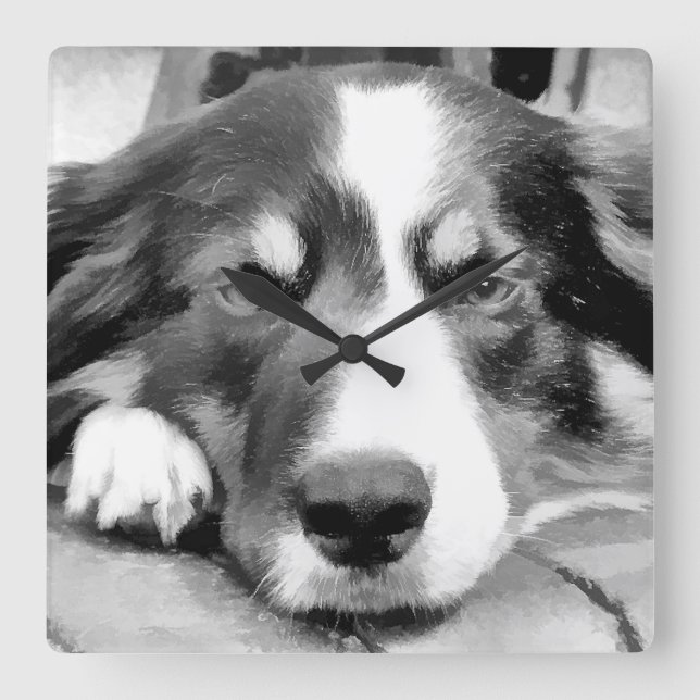 HORLOGE CARRÉE COLLIE FRONTALIÈRE (Recto)