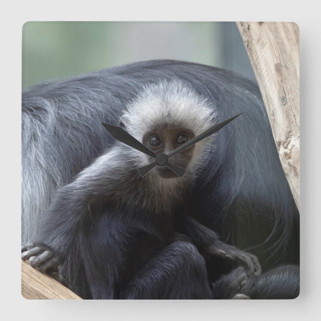 Horloge Carrée Colobus polykomos (Recto)