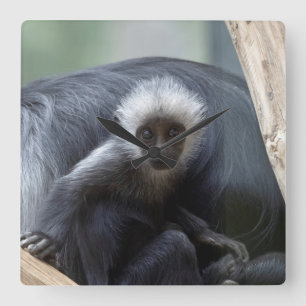 Horloge Carrée Colobus polykomos