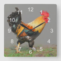 Coq coloré, l'alarme de la nature