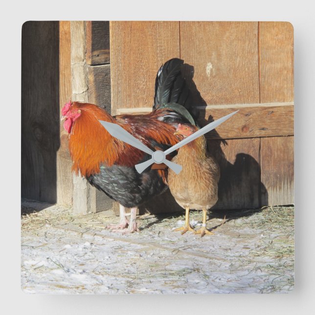 Horloge Carrée Coq de Ferme Poulet Rustique  (Recto)