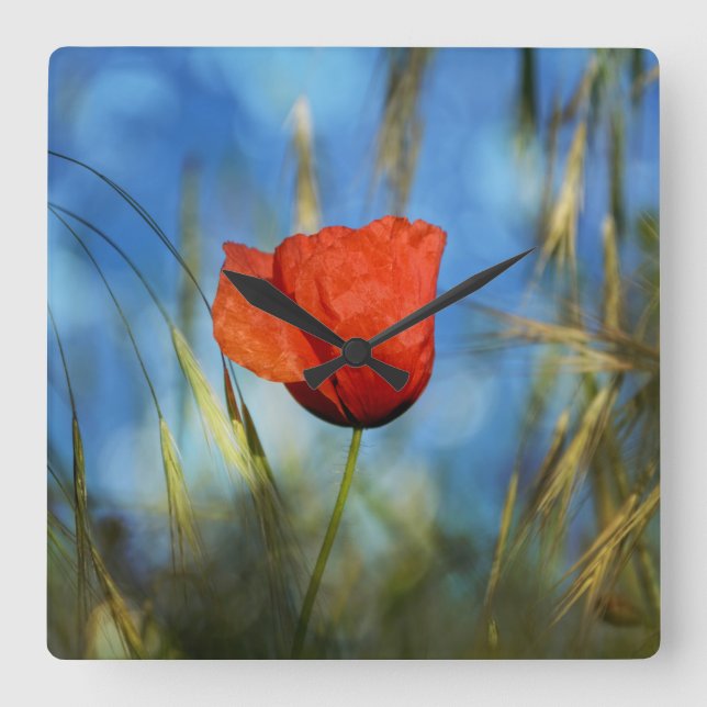 Horloge Carrée Coquelicot rouge (Recto)