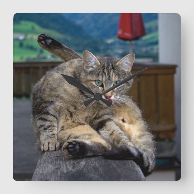 Horloge Carrée Cute Chat Interrompu En Grooming (Recto)
