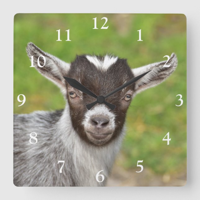 Horloge Carrée Cute chèvre laitière naine nigériane enfant (Recto)