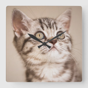 Horloge Carrée Cute Grey Anglais Cheveux Courte Kitten (Tabby Ble