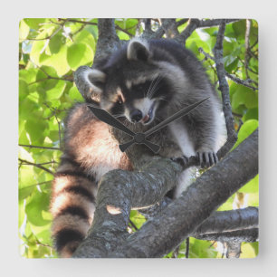 Horloge Carrée Cute Raccoon dans un arbre