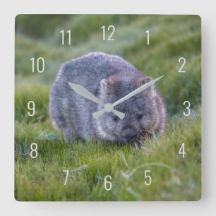 Horloge Carrée Cute Wombat Animal Wildlife Australia Green