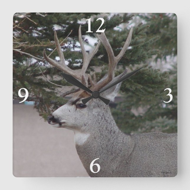 Horloge Carrée D25 Mule Deer Buck Head and Shoulders (Recto)