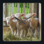 Horloge carrée d'agneaux de moutons<br><div class="desc">La photographie de gain de récompense de Marlene Bell est décrite sur l'horloge murale carrée. Une exclusivité d'Ewephoric</div>