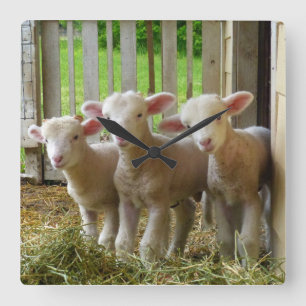 Horloge carrée d'agneaux de moutons