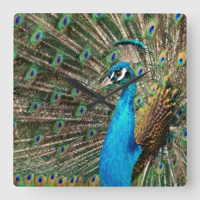 Horloge Carrée Der blaue Pfau (Recto)