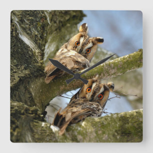 Horloge Carrée Deux hiboux dans les bois, oiseaux, faune Mur carr