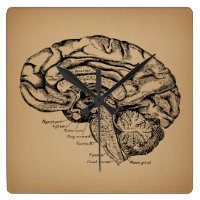 Diagramme cérébral vintage Antique Antique Anatomi