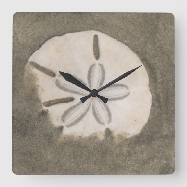 Horloge Carrée dollar de sable (Echinarachnius parma) (Recto)