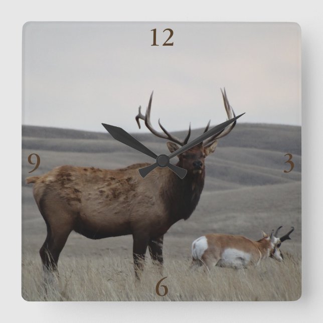 Horloge Carrée E63 Bull Elk et Pronghorn Antelope (Recto)