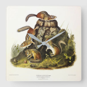 Horloge Carrée Écureuil à écorce ( Chipmunk oriental ) par Audubo