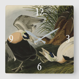 Horloge Carrée Eider Duck, Eider commun, Audubon Birds of America