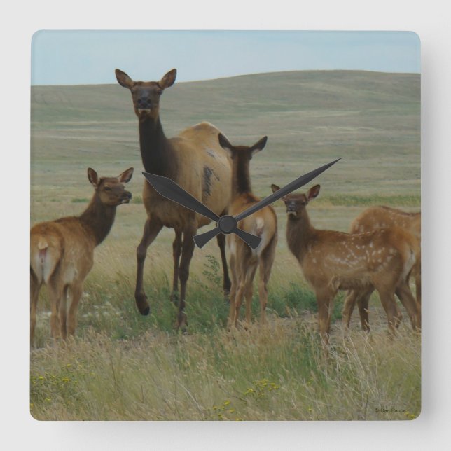 Horloge Carrée Élans et veaux de la vache E44 (Recto)