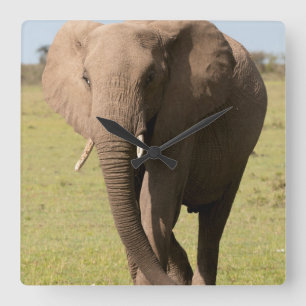 Horloge Carrée Éléphant d'Afrique (Loxodonta Africana), Maasai