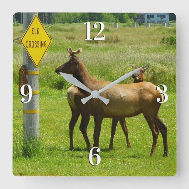 Horloge Carrée Elk Crossing California Wildlife Photography (Recto)