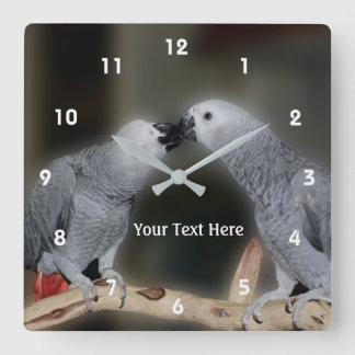 Horloge Carrée Embrasser le perroquet gris africain animal
