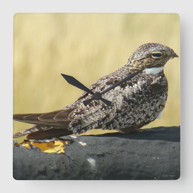 Horloge Carrée Engoulevent commun (Recto)