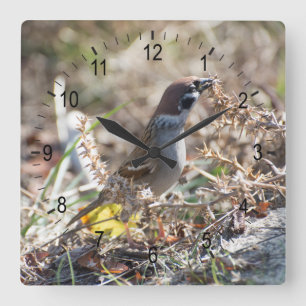 Horloge Carrée Épervier mangeant des graines sauvages