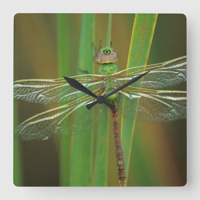 Horloge Carrée États-Unis, Géorgie. Libellule darner vert sur des (Recto)