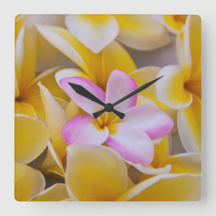 Horloge Carrée États-Unis, Hawaï, Oahu, Fleurs de Plumeria en fle