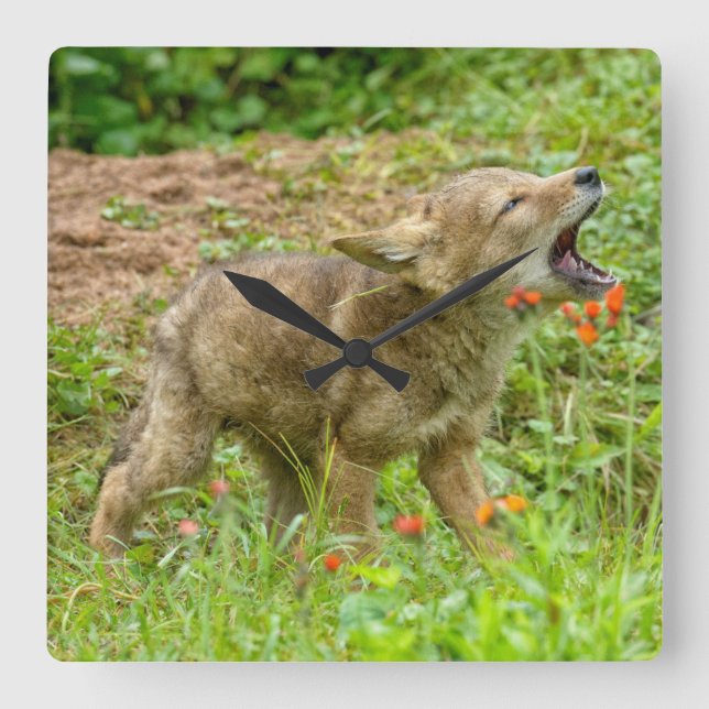 Horloge Carrée États-Unis, Minnesota, Sandstone, Minnesota Wildli (Recto)