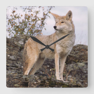 Horloge Carrée États-Unis, Montana, Kalispell. Coyote à Triple D