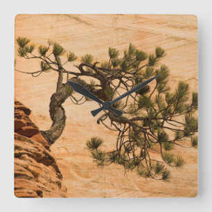 Horloge Carrée États-Unis, Utah, Zion National Park. Arbre de Pin