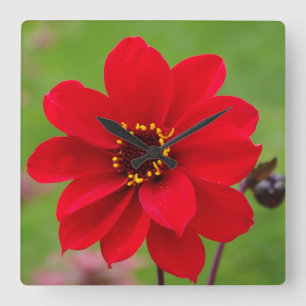 Horloge Carrée Évêque de Llandaff Dahlia