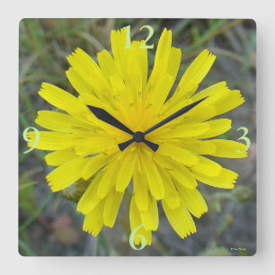 Horloge Carrée F16 Pissenlit jaune roi diable