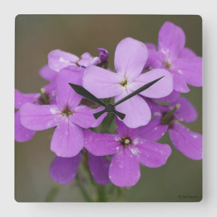 Horloge Carrée F19 Fleurs sauvages violettes Dames Rocket