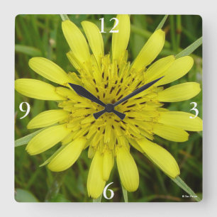 Horloge Carrée F9 Barbe Fleur sauvage jaune Tragopogon dubius