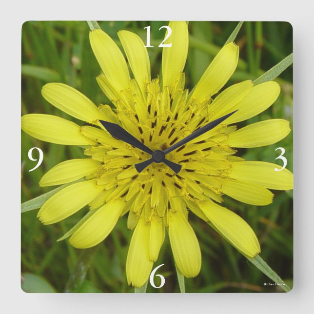 Horloge Carrée F9 Barbe Fleur sauvage jaune Tragopogon dubius (Recto)
