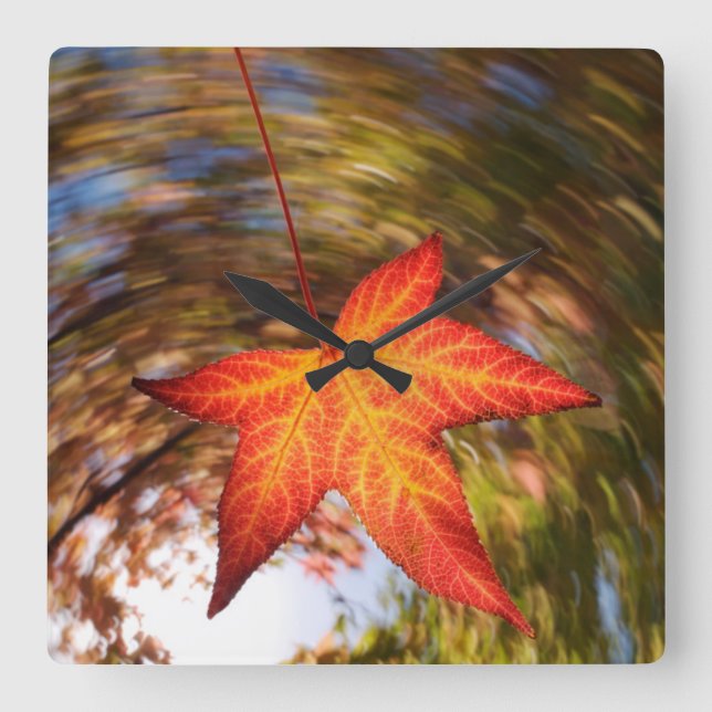 Horloge Carrée Falling Leaf from a tree in autumn (Recto)