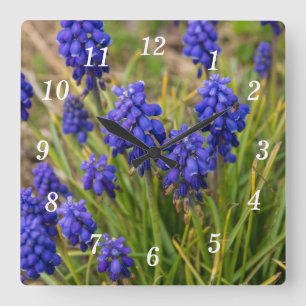 Horloge Carrée Famille de raisins Hyacinths