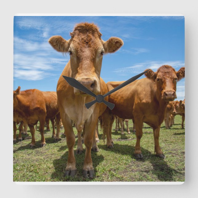 Horloge Carrée Farms | Brown cow (Recto)