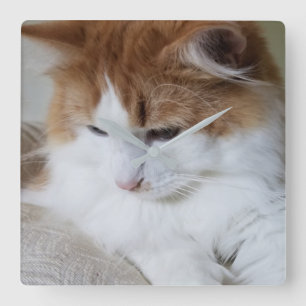 Horloge Carrée (Feline Fancy) Contemplation Kitty : Photo Cat