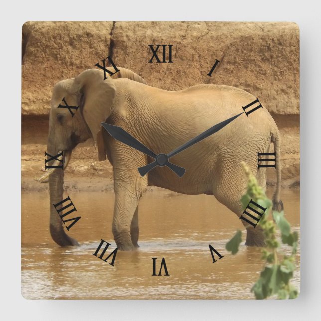 Horloge Carrée Female African Elephant en Tanzanie (Recto)