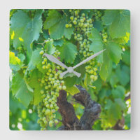Fermeture Des Raisins En Train De Maturer